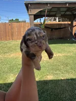 Baby, a male Miniature Dachshund for sale in Los Angeles, CA – 2 of 3