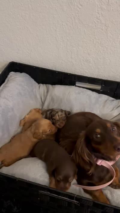 Baby, a male Miniature Dachshund for sale in Los Angeles, CA – 3 of 3