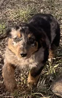 Kasey, a female Australian Shepherd for sale in Valley View, TX – Photo 1 of 2