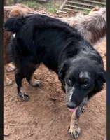 Hobbs, a male Australian Shepherd for sale in Valley View, TX – Photo 2 of 4
