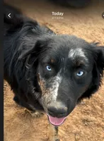 Hobbs, a male Australian Shepherd for sale in Valley View, TX – Photo 1 of 4