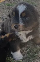 processed/3d769f2d-443f-4a3d-b6da-8e75f9a48f32/listing/993b063c-afa9-41a3-997f-487049a20664/124ad142-2697-4a45-b9d9-abe3a73bf670