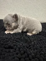 Lilac and Tan male, a male French Bulldog for sale in Hope, IN – 8 of 8