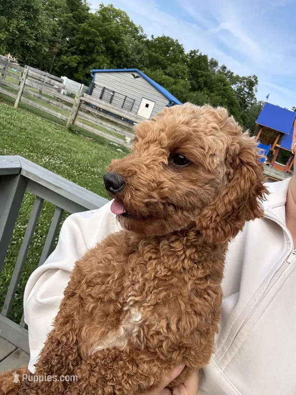 Ruby – Poodle - Toy , Poodle - Miniature  puppy for sale in Hope, IN