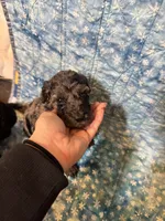 Merle Boy, a male Poodle - Standard  and Miniature Goldendoodle for sale in Hope, IN – 5 of 5