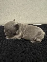 Blue and Tan Boy, a male French Bulldog for sale in Hope, IN – 2 of 8