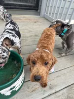 Ruby, a female Poodle - Toy  for sale in Hope, IN – 3 of 4