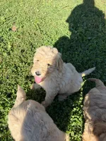 Light Golden Boy, a male Miniature Goldendoodle for sale in Hope, IN – 3 of 4
