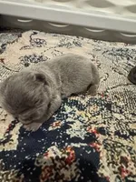 Lilac and tan female , a female French Bulldog for sale in Hope, IN – 3 of 9