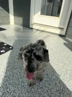 Luey, a male Poodle - Toy  for sale in Hope, IN – 3 of 7