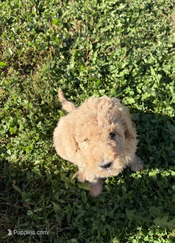 Golden Girl – Miniature Goldendoodle puppy for sale in Hope, IN