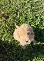 Golden Girl, a female Miniature Goldendoodle for sale in Hope, IN – 1 of 6