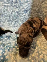 Merle Boy, a male Poodle - Standard  and Miniature Goldendoodle for sale in Hope, IN – 4 of 5