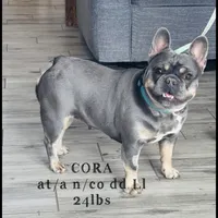 Lilac and Tan male, a male French Bulldog for sale in Hope, IN – 4 of 8