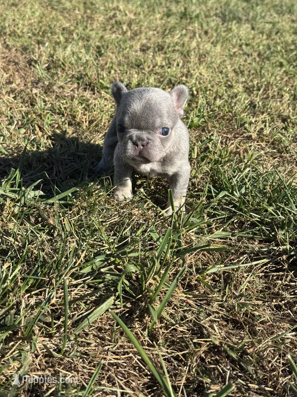Lilac and tan female  – French Bulldog puppy for sale in Hope, IN