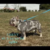 Lilac and tan female , a female French Bulldog for sale in Hope, IN – 9 of 9