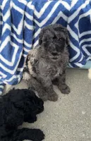 Merle Boy, a male Miniature Goldendoodle for sale in Hope, IN – 2 of 8