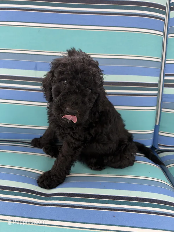Black boy – Poodle - Standard , Miniature Goldendoodle puppy for sale in Hope, IN