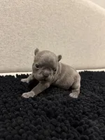 Blue and Tan Boy, a male French Bulldog for sale in Hope, IN – 7 of 8