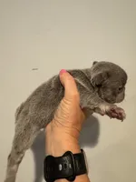 Lilac and tan female , a female French Bulldog for sale in Hope, IN – 5 of 9