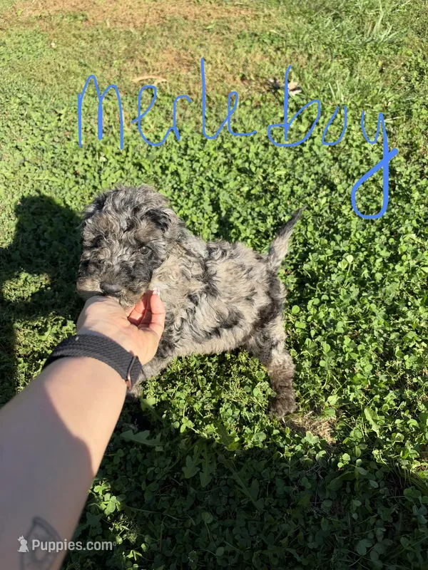 Merle Boy – Poodle - Standard , Miniature Goldendoodle puppy for sale in Hope, IN