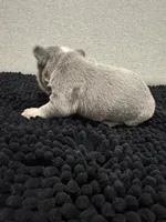 Lilac and Tan male, a male French Bulldog for sale in Hope, IN – 5 of 8