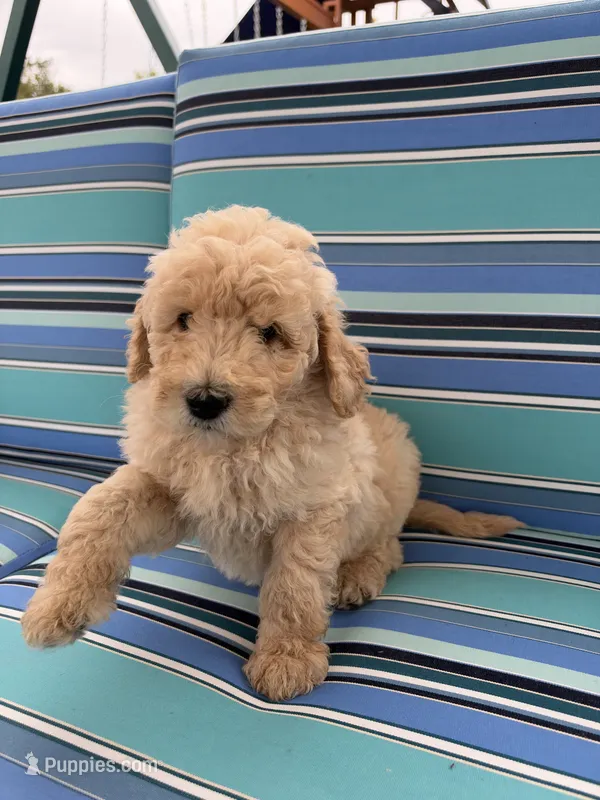 Light Golden Boy – Poodle - Standard , Miniature Goldendoodle puppy for sale in Hope, IN