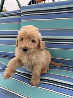 Light Golden Boy, a male Poodle - Standard  and Miniature Goldendoodle for sale in Hope, IN – 1 of 5