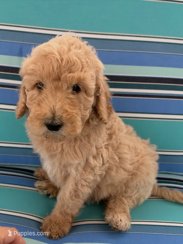 Golden Girl – Poodle - Standard , Miniature Goldendoodle puppy for sale in Hope, IN