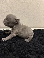 Blue and Tan Boy, a male French Bulldog for sale in Hope, IN – 6 of 8