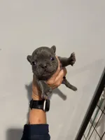 Blue and Tan Boy, a male French Bulldog for sale in Hope, IN – 5 of 8