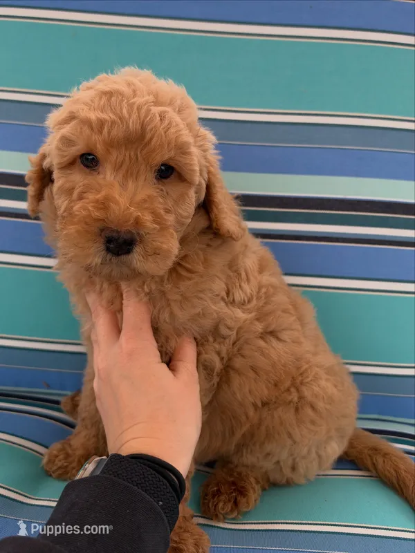 Golden boy – Miniature Goldendoodle puppy on hold in Hope, IN