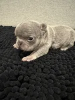 Lilac and tan female , a female French Bulldog for sale in Hope, IN – 4 of 9