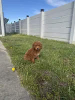 Ruby, a female Poodle - Toy  for sale in Hope, IN – 4 of 4