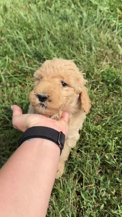 Golden Girl, a female Miniature Goldendoodle for sale in Hope, IN – 2 of 6