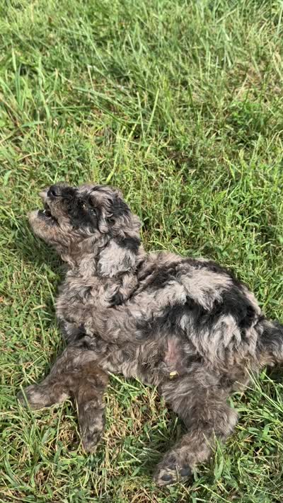 Merle Boy, a male Miniature Goldendoodle for sale in Hope, IN – 3 of 8
