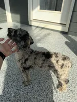 Luey, a male Poodle - Toy  for sale in Hope, IN – 5 of 7