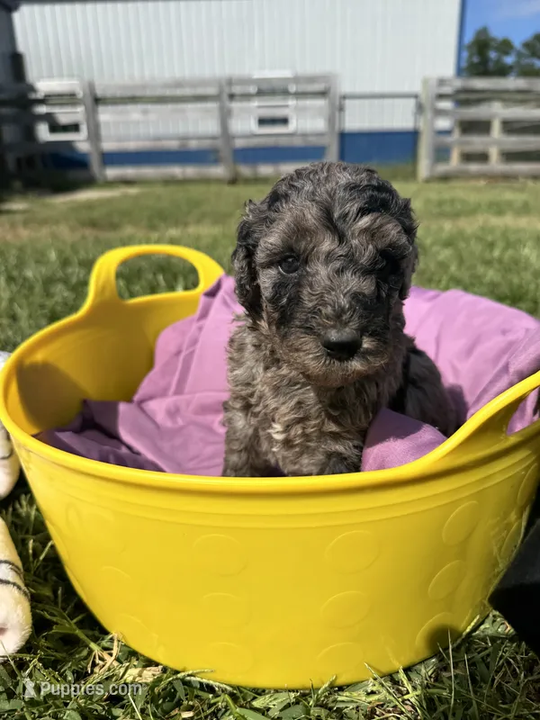 Merle Boy – Poodle - Standard , Miniature Goldendoodle puppy for sale in Hope, IN