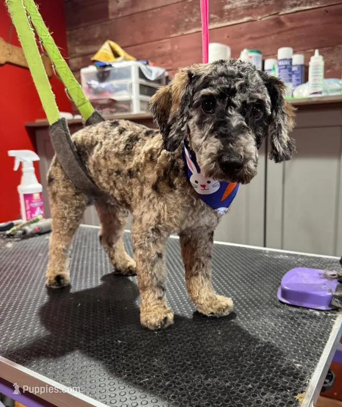 Luey – Poodle - Toy  puppy for sale in Hope, IN
