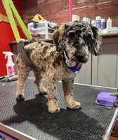 Luey, a male Poodle - Toy  for sale in Hope, IN – 1 of 2