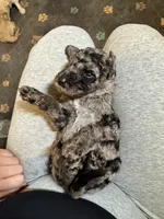 Merle Boy, a male Poodle - Standard  and Miniature Goldendoodle for sale in Hope, IN – 3 of 5