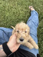 Light Golden Boy, a male Miniature Goldendoodle for sale in Hope, IN – 2 of 4