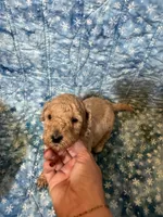 Golden Girl, a male Poodle - Standard  and Miniature Goldendoodle for sale in Hope, IN – 2 of 4