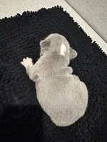 Lilac and Tan male, a male French Bulldog for sale in Hope, IN – 3 of 8