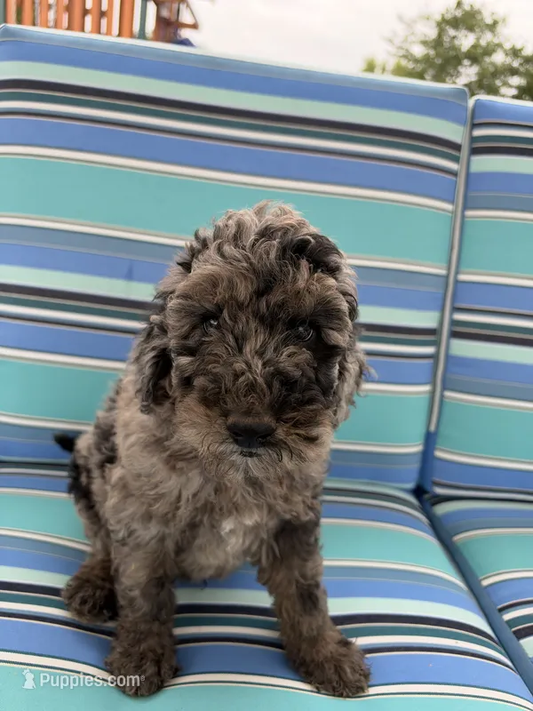Merle Boy – Poodle - Standard , Miniature Goldendoodle puppy for sale in Hope, IN