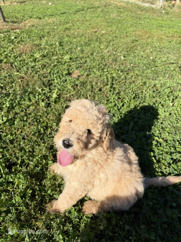 Light Golden Boy – Miniature Goldendoodle puppy for sale in Hope, IN