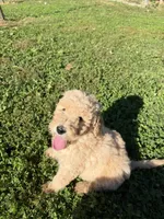 Light Golden Boy, a male Miniature Goldendoodle for sale in Hope, IN – 1 of 4