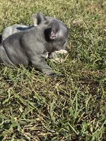 Blue  Boy, a male French Bulldog for sale in Hope, IN – 2 of 7