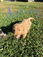 Golden boy, a male Miniature Goldendoodle for sale in Hope, IN – 6 of 6