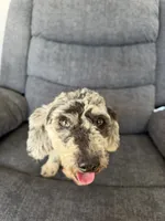 Luey, a male Poodle - Toy  for sale in Hope, IN – 2 of 7